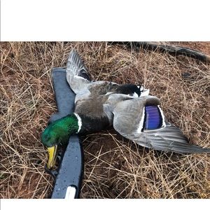 Meet your Posher, Teresa